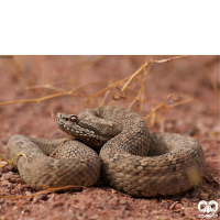 گونه افعی قفقازی Caucasian Pit Viper